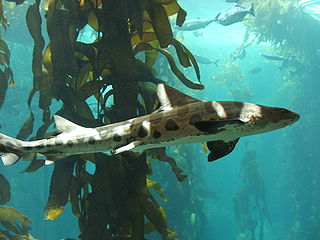 leopard shark in kelp